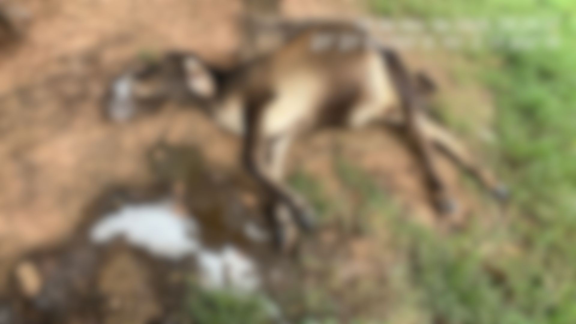 foto Not&iacute;cia Mirassol